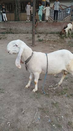 Chatra