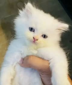 Persian cat for Sale