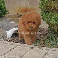 French toy poodle