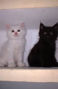 Persian cats