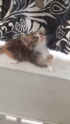 calico 45 days old female kitten