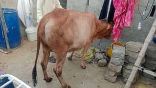 qurbani 2025 bachiya for Sale