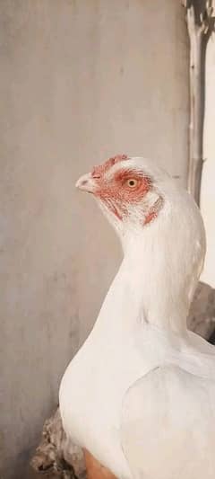 Heera