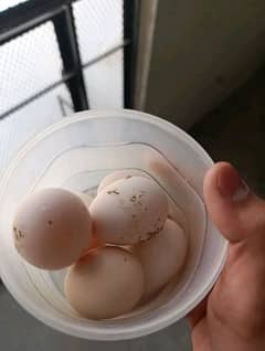 Heera pair eggs for sale best quality