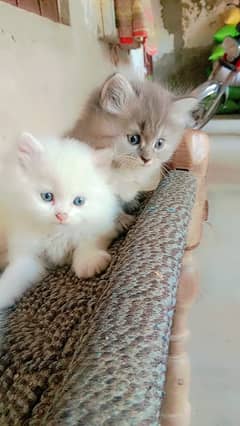Persian cats pair