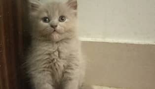 GRAY & SILVER COLOR,HIGH QUALITY BAHLU BABY KITTEN,DELIVERY AVAILABLE