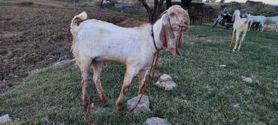 goats