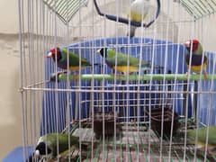 Gouldian Finches