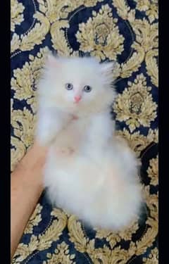 Persian cat