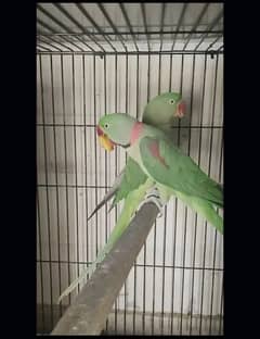 Raw parrot breader pair for sale ready to 3rd