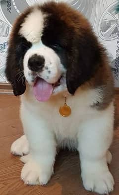 Saint bernard