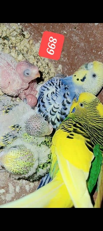 Australian budgies  parrot. 15