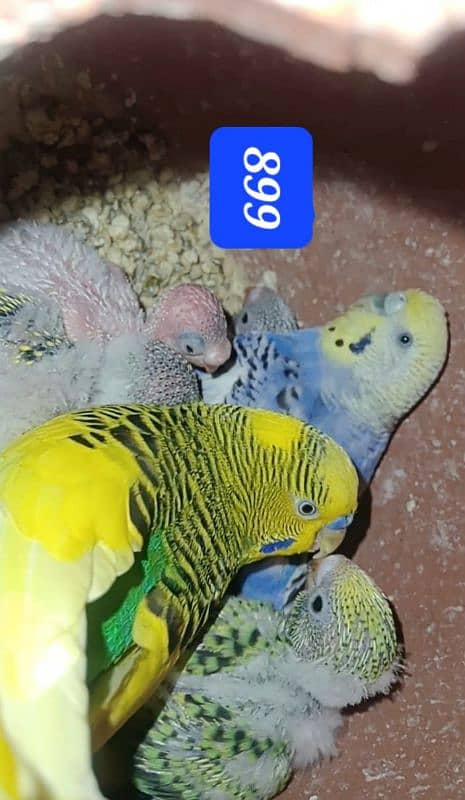 Australian budgies  parrot. 16