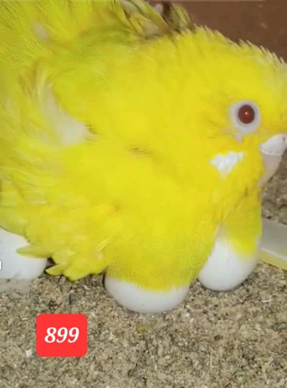 Australian budgies  parrot. 17