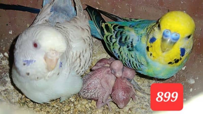 Australian budgies  parrot. 18