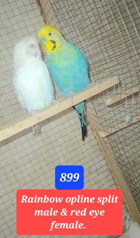 Australian budgies  parrot. 19