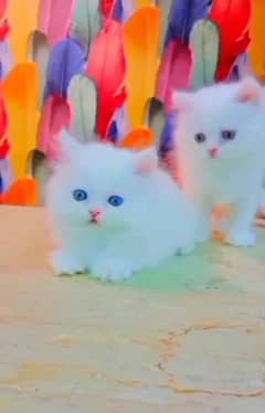 persian kitten for urgent sale My WhatsApp 0309/7996174