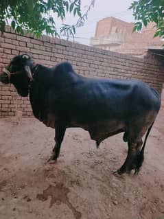 Qurbani Ka Wacha, Bull, 4.5 man confirm goshat