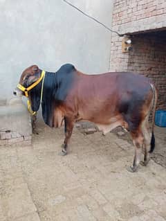 Bulls
