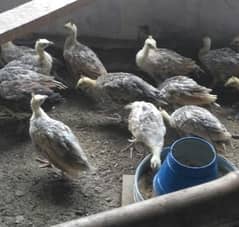 Green Java Peacock chiks for sale 03477484596 call wahtasp