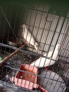 white dove full breeder pair grantee