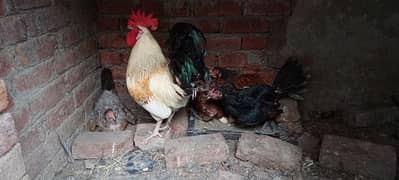 pure dasi kurak hens for sale