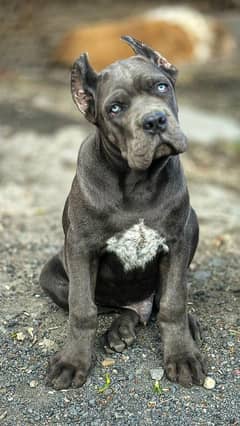 Cane corso