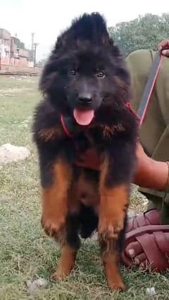 German shepherd puppies long coat my WhatsApp number 03001868066