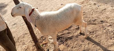 Goat and Sheep Qurbani