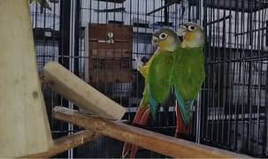 Yellow Sided Conure, Pineapple conure