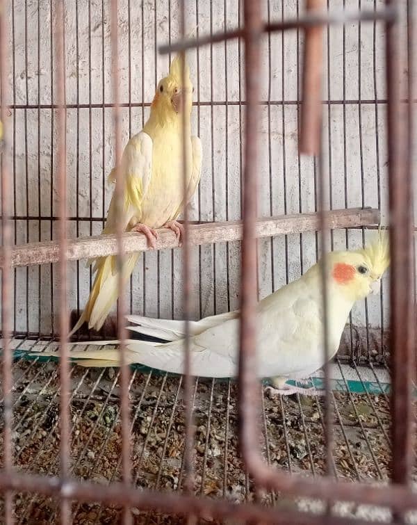 1 Cocktail Breeder pair 0