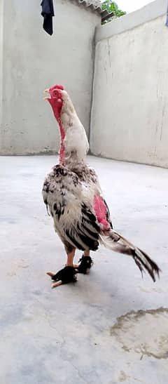 pure mianwali 2 male high quality