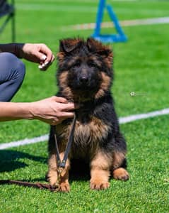 German shepherd male pup from champion lines.