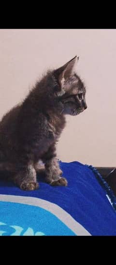 2months Persian kitten for sale