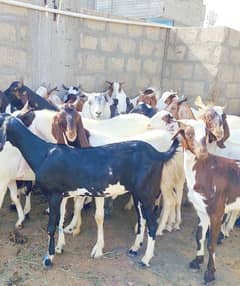 Qurbani 2k25 ka khassi Bakry