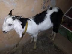 fore sale