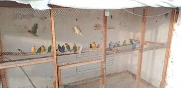 Love birds set up for sale