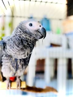 AFRICAN GRAY/GREY PARROT