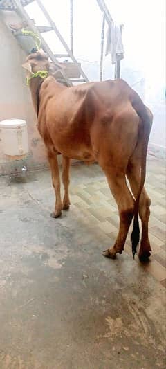 2 dant wachi qurbani k liye for sale