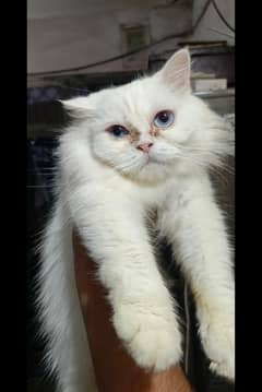 mated female punch face blue eyes