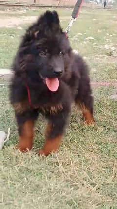 German shepherd puppies long coat my WhatsApp number 03001868066