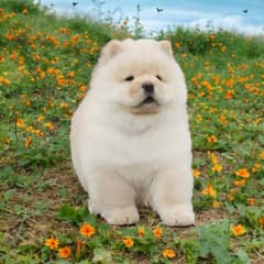 Chow
