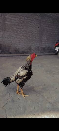 aseel
