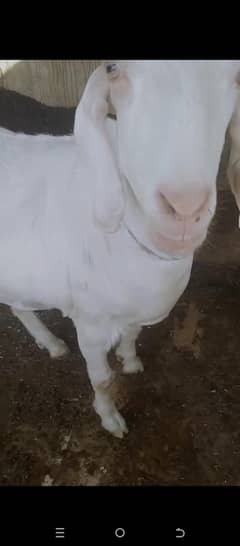 qurbani ka gulabi bakra for sell.