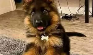 German shepherd puppies long coat my WhatsApp number 03001868066