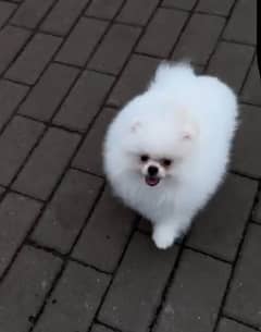Miniature pomeranian puppy
