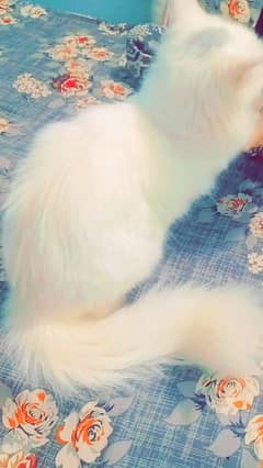 8 month Persian cat for sale