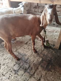 bakra 2