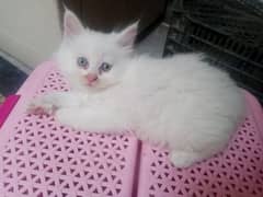 parsian male forsale