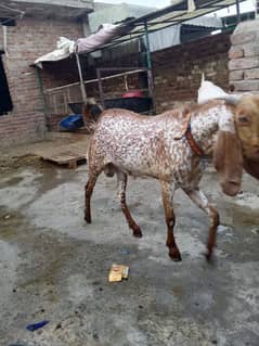 makhi china Bakra ,/// 2 dant,